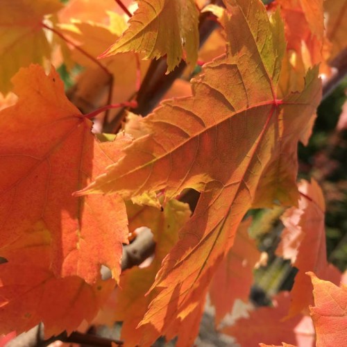 Acer rubrum October Glory Bareroot Maple Tree | ScotPlants Direct